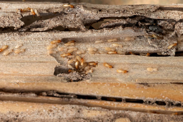 Professional Pest Control in Ravena, NY